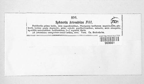Dothidea artemisiae image